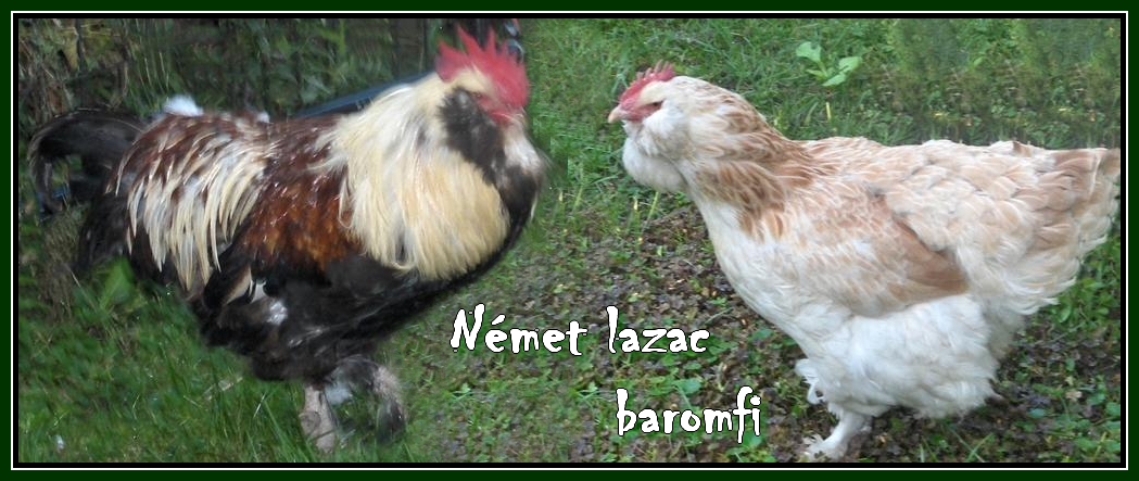 Nmet lazac baromfi